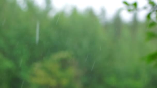 Проливной летний дождь в лесу — стоковое видео