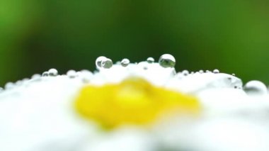 Makro papatya üzerinde damla