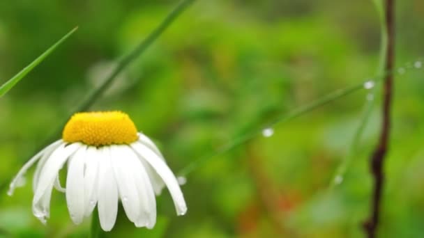 Meadow daisy after rain — Stock Video