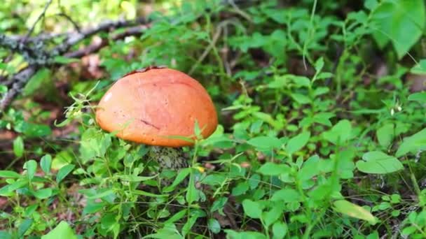Verzamelen van Oranje-cap bronskleurig in bos — Stockvideo