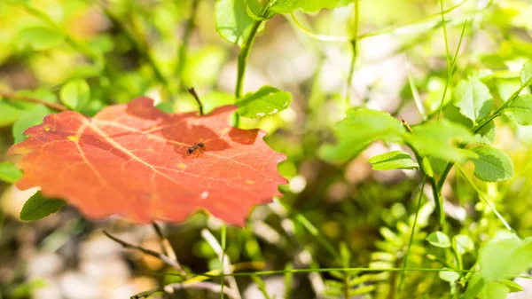 Ormandaki yaprak üzerinde küçük kırmızı karınca — Stok fotoğraf