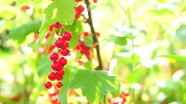 Doğal olgun kırmızı kuş üzümü