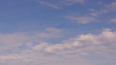 Martılar gökyüzünde