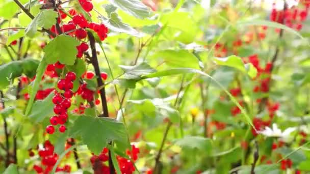 Bush of red currant on sunny day — Stock Video