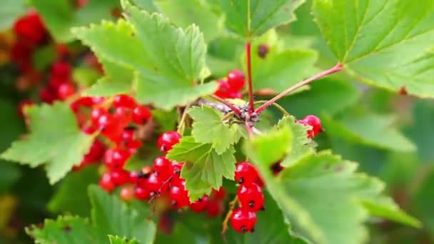 Close red currant bush — Stock Video