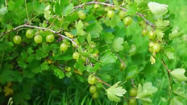 Arbusto de groselha espinhosa no verão — Vídeo de Stock
