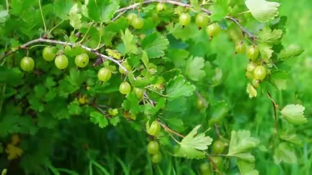 Gooseberry bush — Stock Video