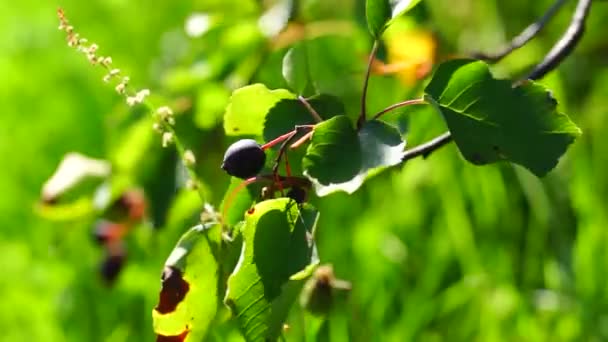Saskatoon berry brunch in sunny summer day — Stock Video
