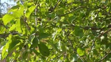 Elma ağacı yapraklar yanıp sönüyor