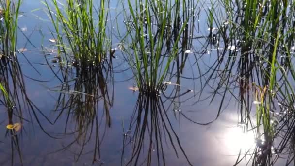 Växter i lugn flod i solig dag — Stockvideo