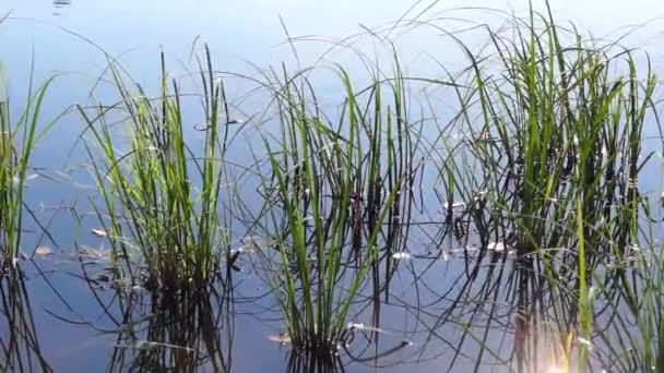 Речная трава в летний день на ветру — стоковое видео
