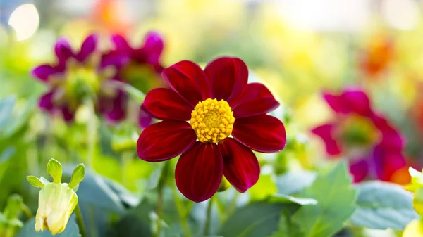 Schöne magenta Blume auf dem Blumenbeet — Stockfoto