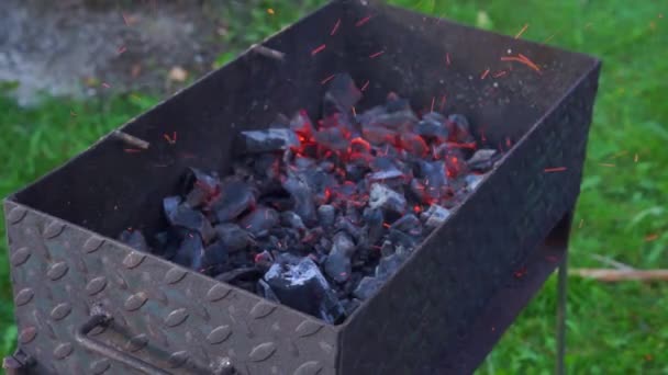 Friture de viande sur mangue — Video