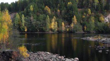 Vahşi orman Nehri Panoraması