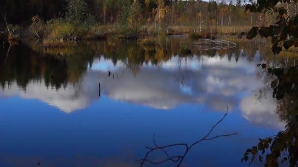 Levande swamp i vilda taiga tilt upp — Stockvideo