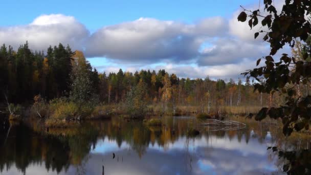 Aardig moeras in de herfst — Stockvideo