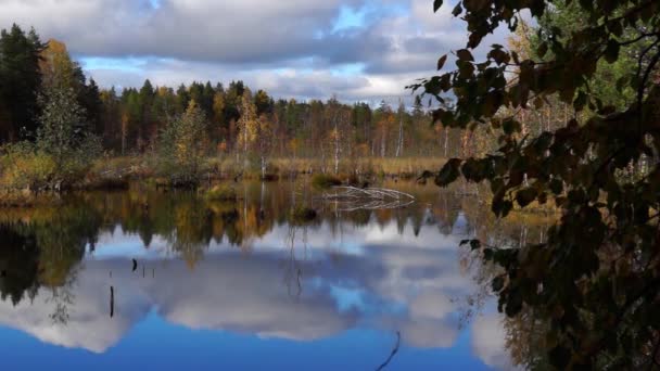 Marécage vif dans la forêt sauvage en automne — Video