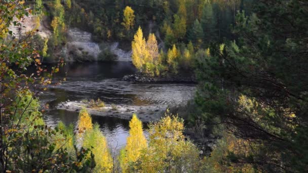 Río bosque salvaje en otoño — Vídeo de stock