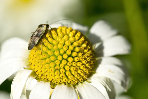 上洋甘菊 bug — 图库照片