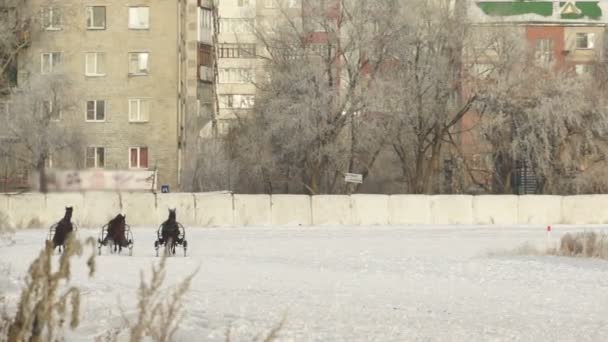 Training horses in winter in a sleigh — Stock Video