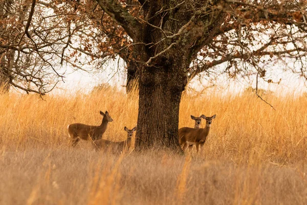 Een Familie Van Nieuwsgierige White Tailed Deer Langs Een Landweggetje Rechtenvrije Stockafbeeldingen