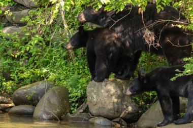Bir çift Black Bear yavrusu anneleriyle birlikte Büyük Smoky Dağları 'ndaki dere yatağında geziniyor.