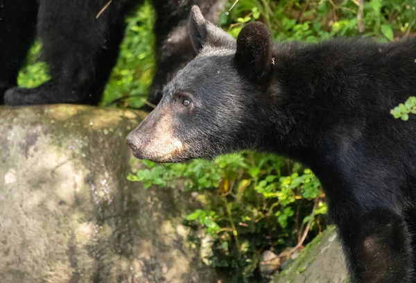 Egy Pár Fekete Medve Kölyök Kóborol Mamával Patakmederben Nagy Füstös Stock Fotó