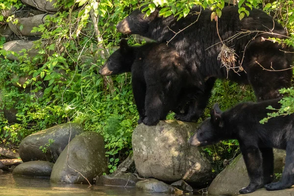 Egy Pár Fekete Medve Kölyök Kóborol Mamával Patakmederben Nagy Füstös Jogdíjmentes Stock Képek