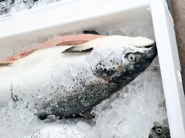 Způsob skladování čerstvých ryb v ledu hrudníku Royalty Free Stock Fotografie