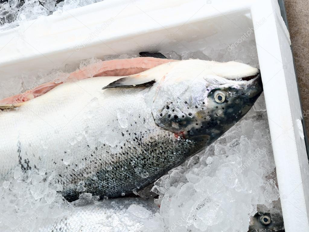 The method of storage of fresh fish in the ice chest