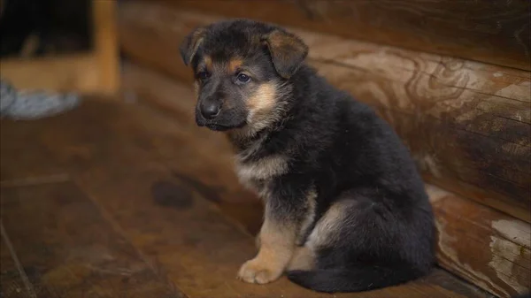 East European Shepherd German Shepherd Puppy. Shallow focus. Copy space. Small East European Shepherd puppy.