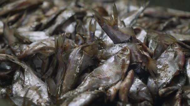 Salting fish. The process of salting fish in a fish factory. The process of dried fish. — Stock Footage Salting fish. The process of salting fish in a fish factory. The process of dried fish. Royalty Free Stock Footage