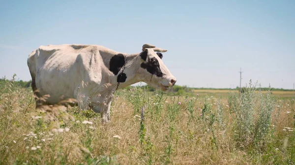 A white and black cow grazes in a summer meadow. Cow with black and white spots grazes on a summer meadow