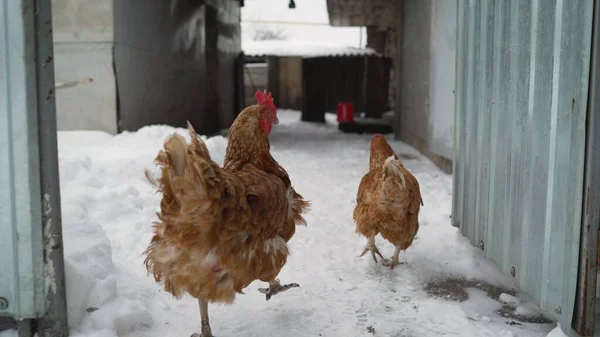 Two cheerful brown chickens are walking in the winter quarters. two sleeping chickens in the snow. Winter animal life with two chickens stands and walks in a yard with white snow and blurred background.