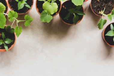 Saksıda tohumlama bitkileri. Bahar bahçesi olur. Genç kabaklar, balkabakları, dolmalık biberler bahçede ekilmeye hazır..