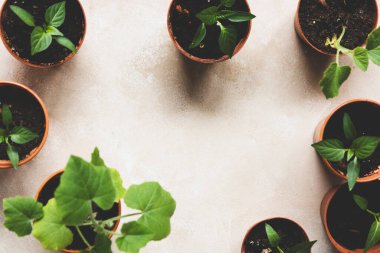 Saksıda tohumlama bitkileri. Bahar bahçesi olur. Genç kabaklar, balkabakları, dolmalık biberler bahçede ekilmeye hazır..