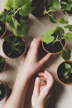Kadın eliyle saksıdaki tohumlar. Genç kabaklar, balkabakları, dolmalık biberler ekilmeye hazır..