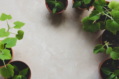 Saksıda tohumlama bitkileri. Genç kabaklar, balkabakları, dolmalık biberler bahçeye ekilmeye hazır. Metin için alanı kopyala, kenarı süsleme.
