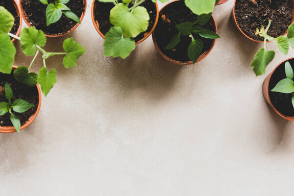 Seedling plants in pot. Spring garden works. Young courgettes, pumpkins, bell peppers ready to be planted in garden.