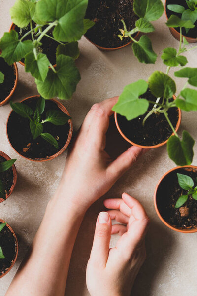 Seedling plants in pot with female hands. Young courgettes, pumpkins, bell peppers ready to be planted outdoor.