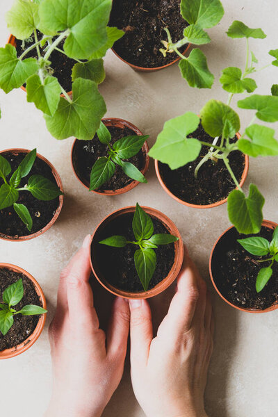 Seedling plants in pot with female hands. Young courgettes, pumpkins, bell peppers ready to be planted outdoor.