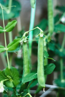 Bahçede yetişen fasulye tohumları, yaz taze sebze hasadı.