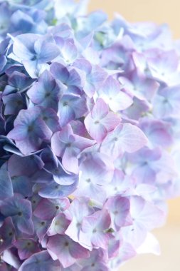 Soyut güzel mavi ortanca çiçek arkaplanı. Çiçek dokusu arkaplanı