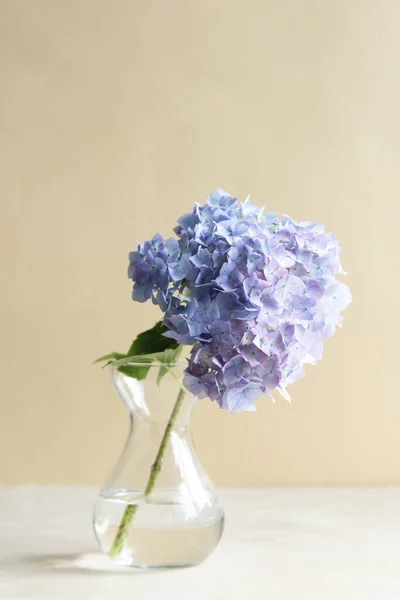 Kék Élő Hortenzia Virágok Üvegvázában Absztrakt Gyönyörű Virágzó Virág Háttér — Stock Fotó