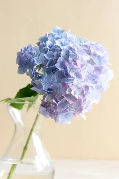 Mavi Canlı Ortanca Çiçekleri Cam Vazoda Soyut Güzel Çiçek Arkaplanı — Stok fotoğraf