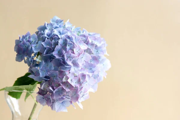 Mavi Canlı Ortanca Çiçekleri Cam Vazoda Soyut Güzel Çiçek Arkaplanı — Stok fotoğraf