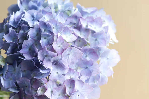 Resumen Hermoso Fondo Flores Florecientes Hortensias Azules Textura Flores Fondos — Foto de Stock