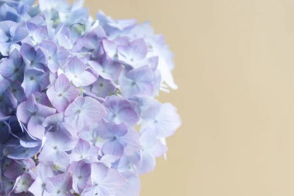 Abstrakt Vacker Blå Hortensia Blommande Blommor Bakgrund Bakgrund Till Blommornas — Stockfoto