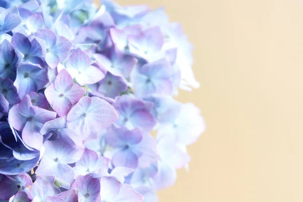 Soyut Güzel Mavi Ortanca Çiçek Arkaplanı Çiçek Dokusu Arkaplanı — Stok fotoğraf