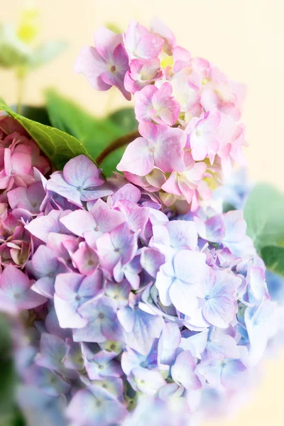 Pink Blue Hydrangea Flower Abstract Beautiful Flower Texture — Stock Photo, Image
